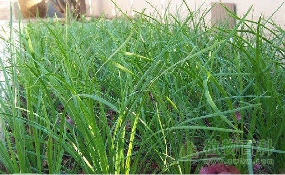 【韭菜种植图】 【韭菜种植图】