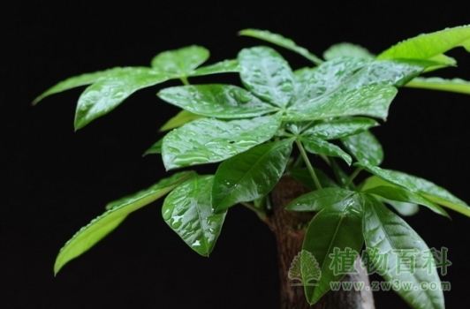 发财树有毒吗 发财树有毒吗