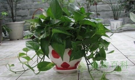 【了解绿萝】 【了解绿萝】