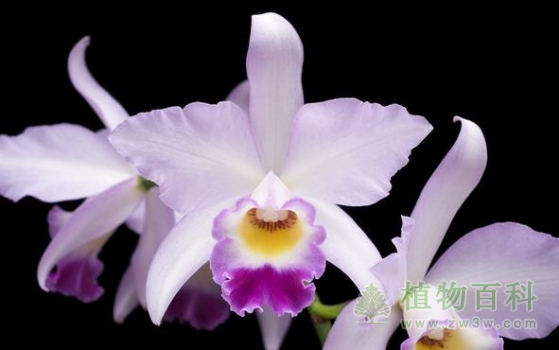 【卡特兰】 【卡特兰】