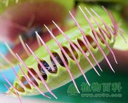 【捕蝇草】 【捕蝇草】