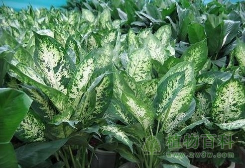 【花叶万年青】 【花叶万年青】