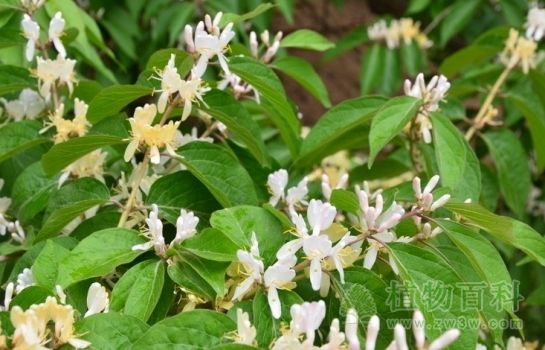 【金银木】 【金银木】