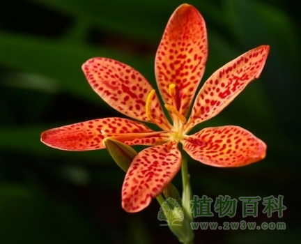 【射干】 【射干】