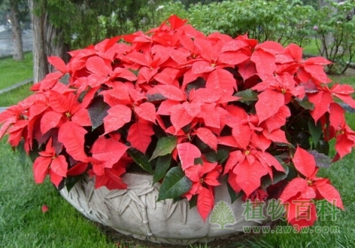 【一品红】 【一品红】