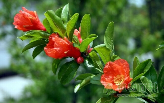 【石榴花】 【石榴花】