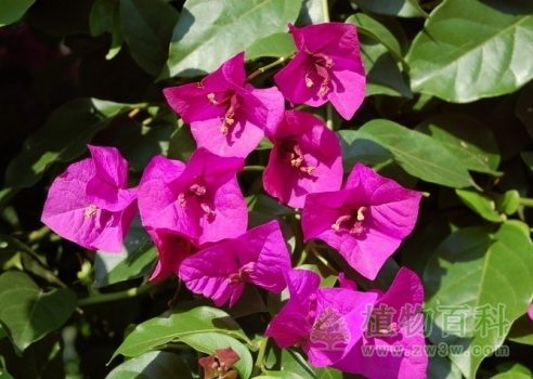 【叶子花】 【叶子花】