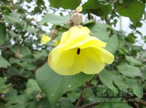 【黄槿】 【黄槿】