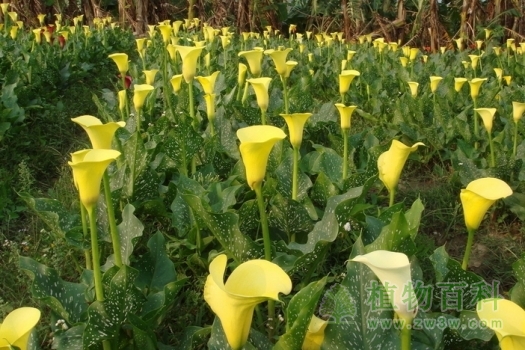 地栽马蹄莲 地栽马蹄莲