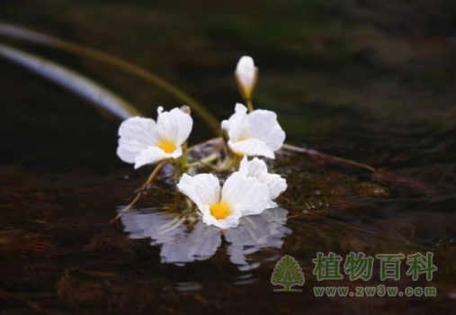 靖西海菜花 靖西海菜花