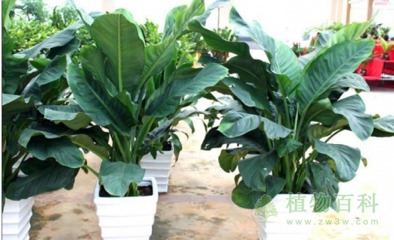 【绿霸王】 【绿霸王】