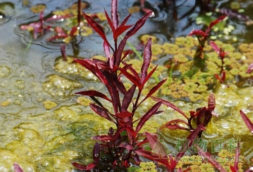 【红莲子草】 【红莲子草】