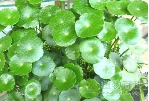 圆叶福禄桐 圆叶福禄桐