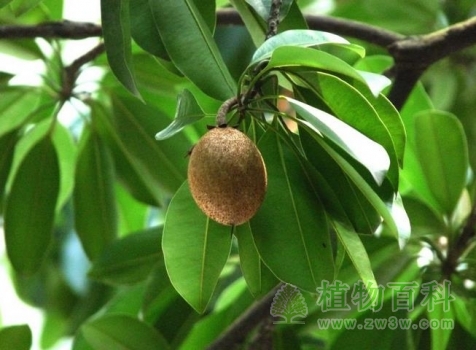 结出一个人心果 结出一个人心果