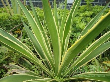 金边龙舌兰 金边龙舌兰