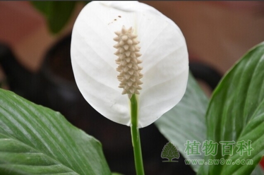 【一帆风顺】 【一帆风顺】