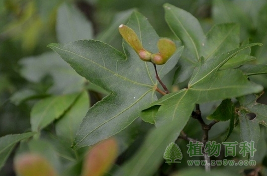 台湾五裂槭 台湾五裂槭