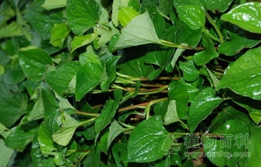 【鱼腥草】 【鱼腥草】