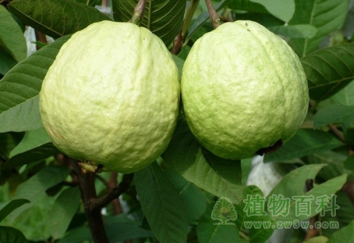 【芭乐】 【芭乐】