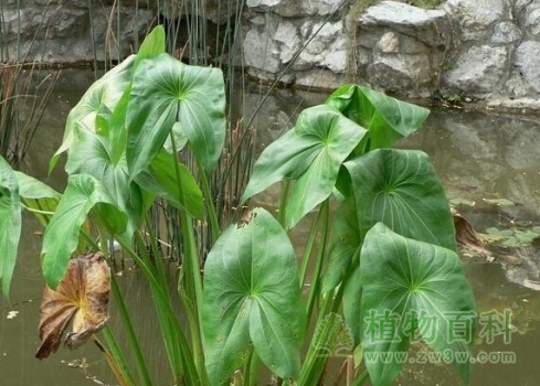 【野慈姑】 【野慈姑】