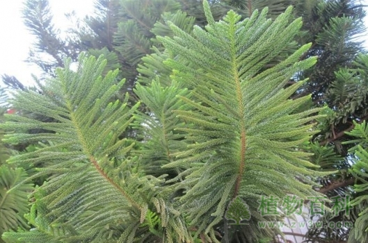 美丽的异叶南洋杉 美丽的异叶南洋杉