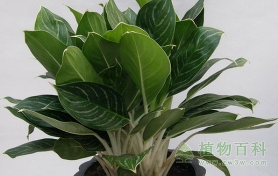 叶脉白色的室内植物 叶脉白色的室内植物