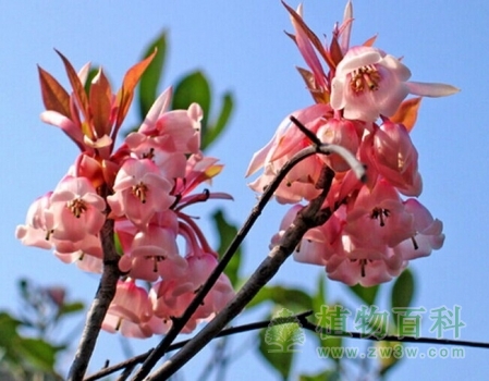 齿缘吊钟花 齿缘吊钟花