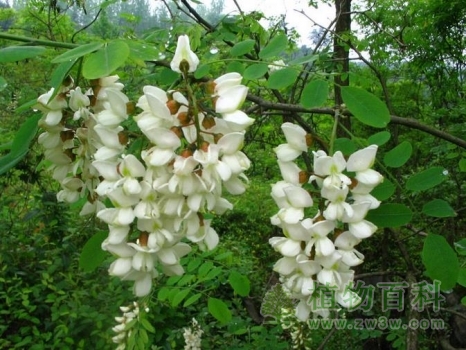 【刺槐】 【刺槐】