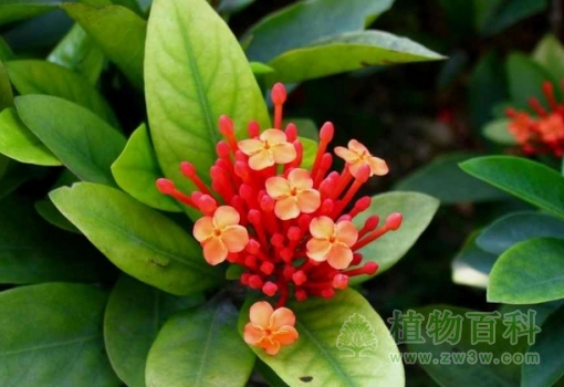 【红花茜草】 【红花茜草】