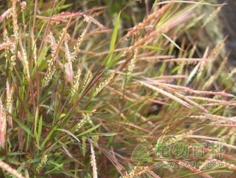 【金发草】 【金发草】