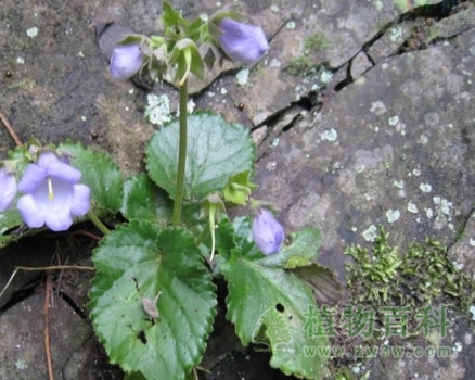 【旋蒴苣苔】 【旋蒴苣苔】