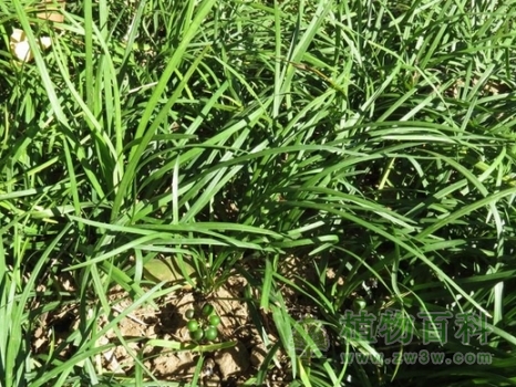 【细叶沿阶草】 【细叶沿阶草】