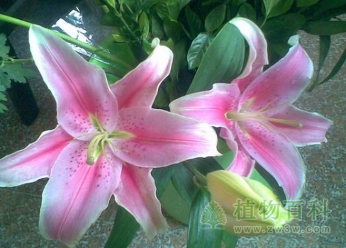 【百合】 【百合】