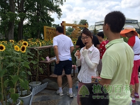 科普辅导员讲解向日葵知识 科普辅导员讲解向日葵知识