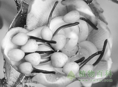 引诱鸟儿的“糖衣炮弹” 引诱鸟儿的“糖衣炮弹”