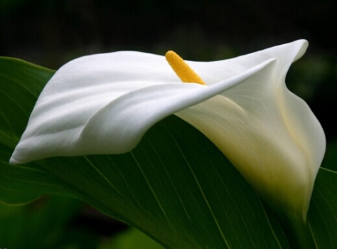 高雅的马蹄莲 高雅的马蹄莲