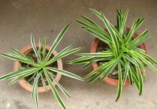 金边吊兰(右)银边吊兰(左) 金边吊兰(右)银边吊兰(左)