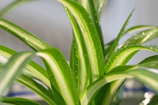 金心吊兰 金心吊兰