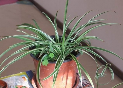 银边吊兰 银边吊兰