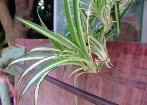 中斑吊兰 中斑吊兰