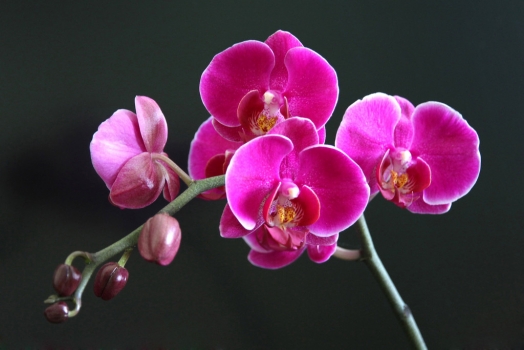 红色蝴蝶兰 红色蝴蝶兰