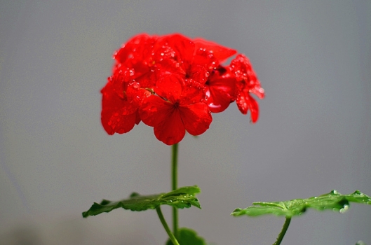 天竺葵欣赏 天竺葵欣赏