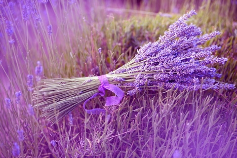 芳香药草 芳香药草