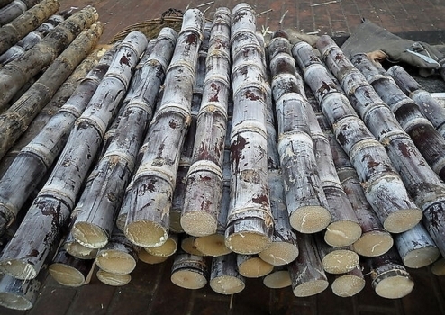 好处多多的甘蔗 好处多多的甘蔗