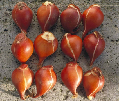 郁金香种球 郁金香种球