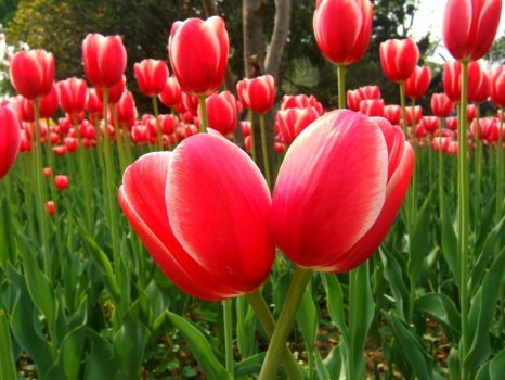 种植的郁金香 种植的郁金香