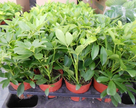 鸭脚木盆栽 鸭脚木盆栽