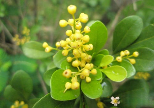 金黄的米兰花 金黄的米兰花