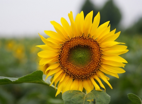 向日葵欣赏 向日葵欣赏