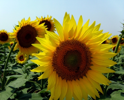 向日葵欣赏 向日葵欣赏